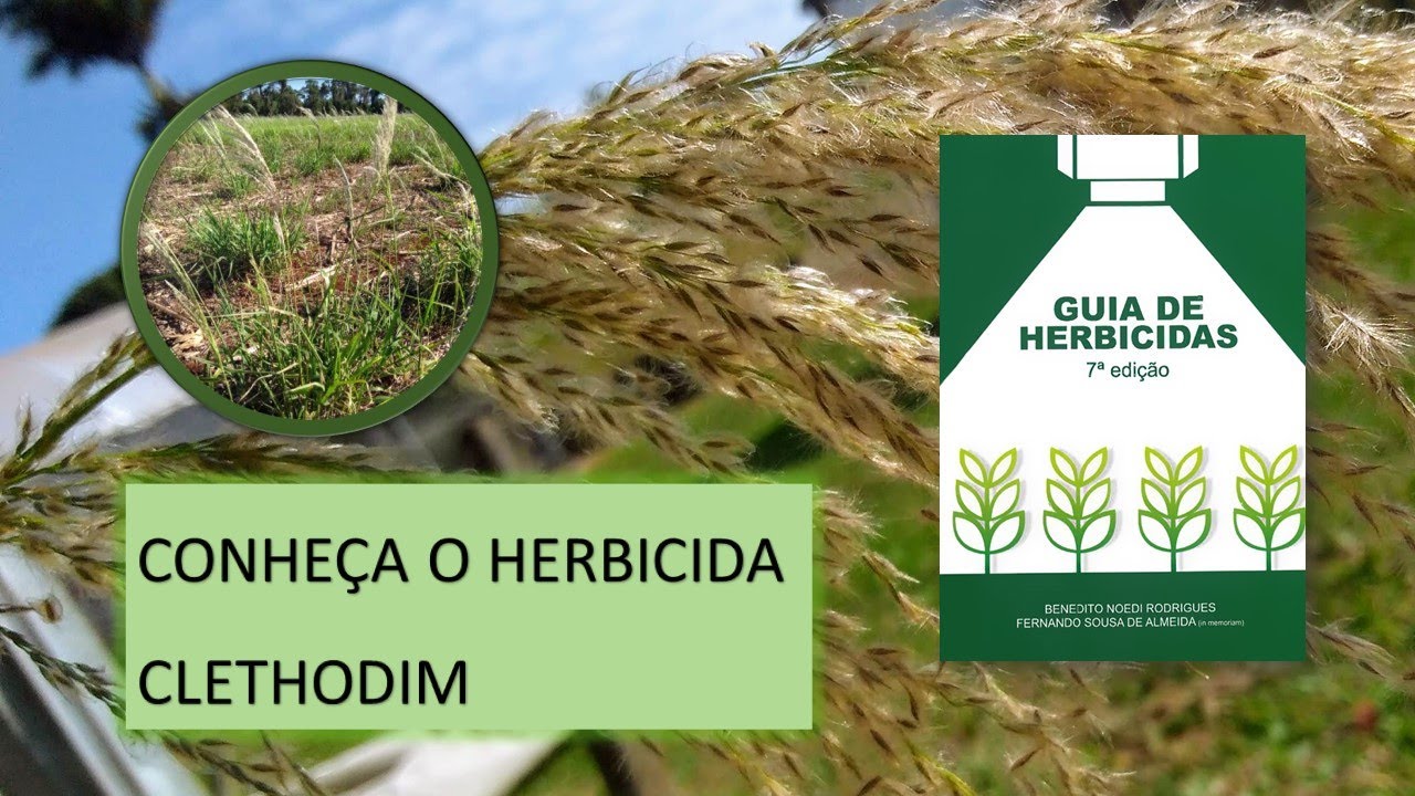 O GRAMINICIDA CLETHODIM