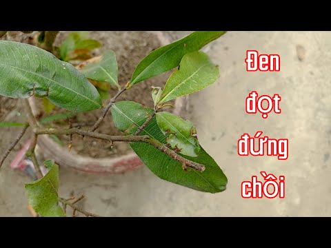 Cây Mai bị đen đọt , đứng chồi , nguyên nhân do đâu. biết còn khắt phục. Chăm sóc Mai vàng.