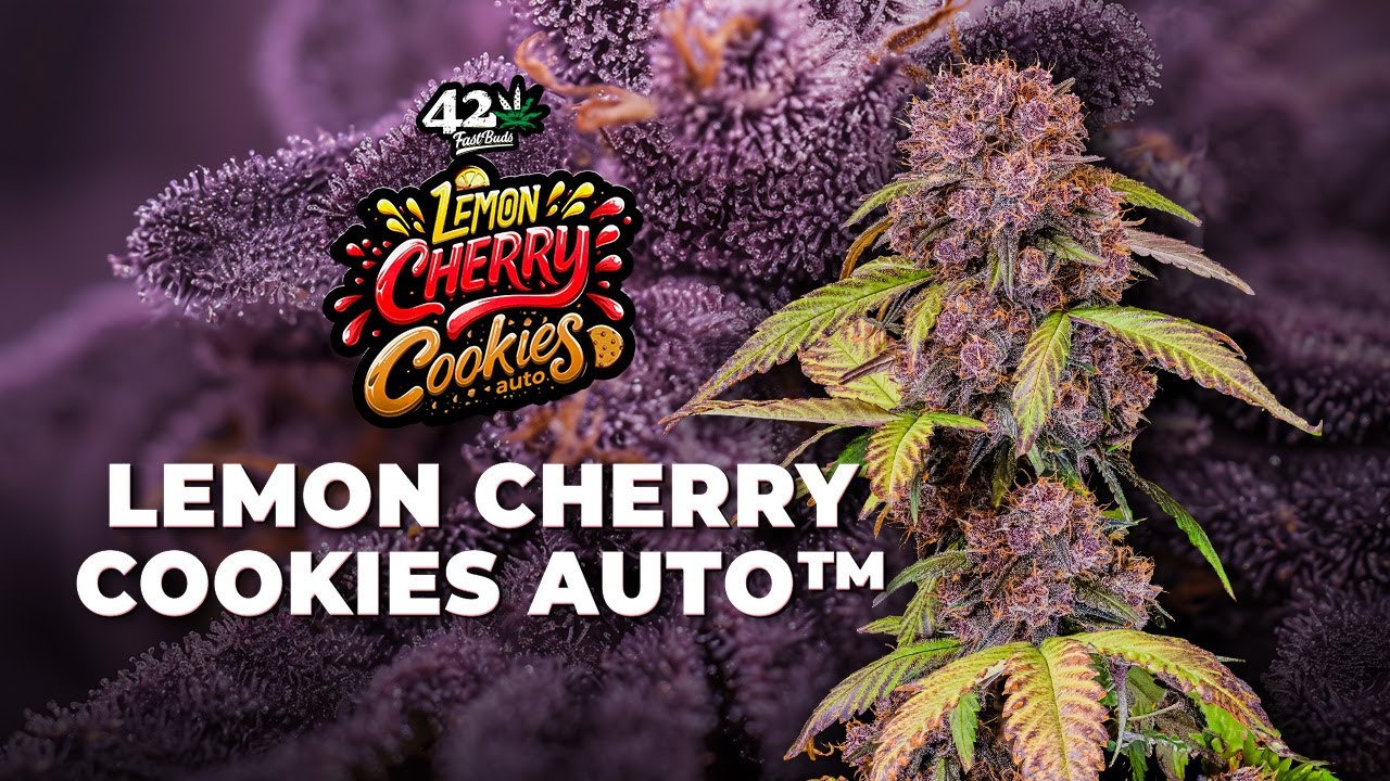Lemon Cherry Cookies Auto | Strain Review | Fast Buds | Indica