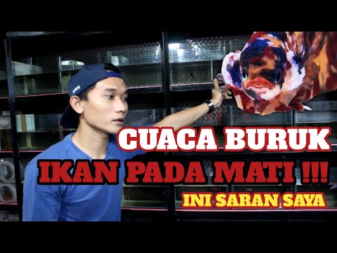 CUACA BURUK IKAN PADA MATI