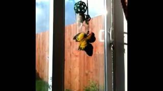 Sun Conure Pele and his babble ball