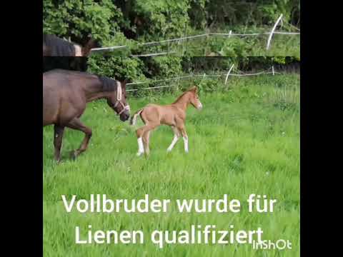 Hengstfohlen Benicio x Rosario x Sandro Song 2019