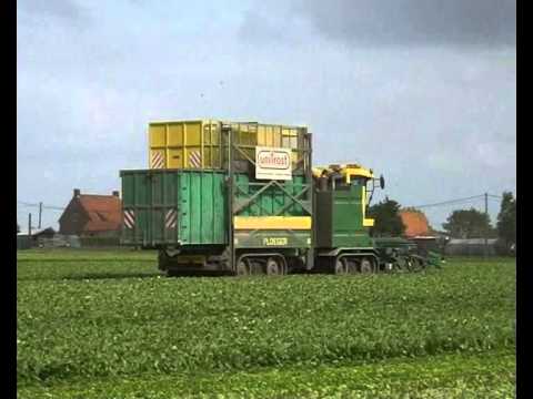 Houthoofd: Spinazie maaien.