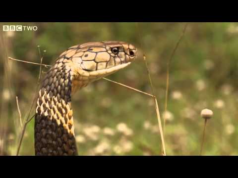 How Dangerous Is The King Cobra? - Natural World: One Million Snake Bites, Preview - BBC Two