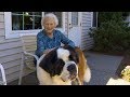 The Special Friendship Between A Neighbor And Brody The St Bernard