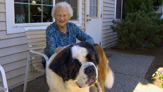 The special friendship between a neighbor and Brody, the St. Bernard
