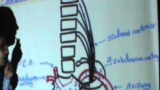 23)Dr.Sherif zaky 18/11/2014  [subclavian artery - vertebral artery]