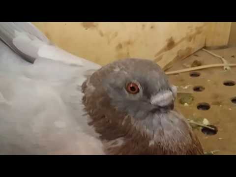 سلالة حمام من شمال افريقيا مهدد بالانقراض حمام الفولار | pigeon velour