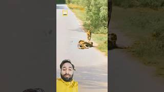 Python catching a deer 🦌#shorts #animals