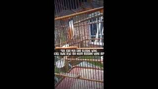 Download lagu Story' WA Burung mp3