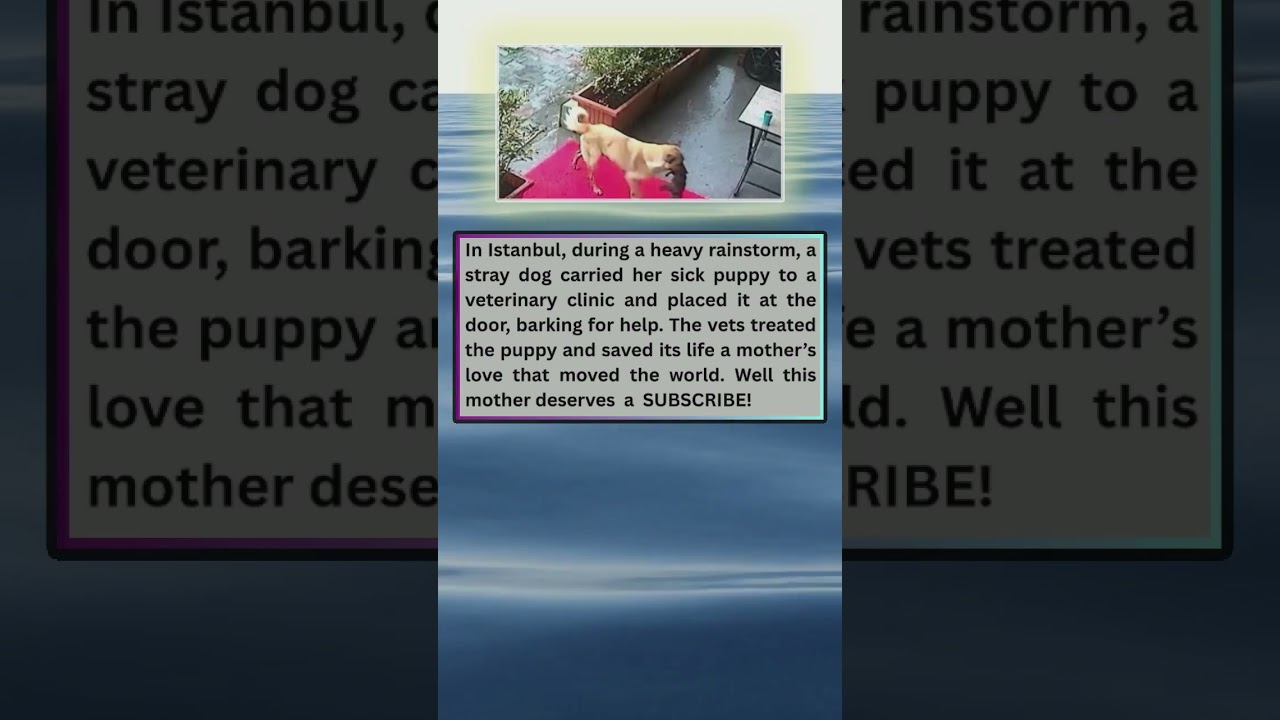 A sick puppy was carried to a veterinary clinic by a stray dog during a heavy rainstorm in Istanb