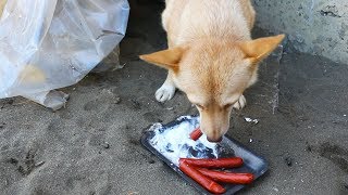 Giving Food to Homeless Mother Dog with four newborn Puppies