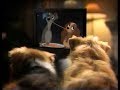 Lady And The Tramp Disney VHS Commercial 1 1998