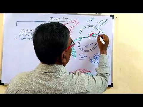 Inner ear Anatomy : Cochlear component, Vestibular component,-Organ of Corti