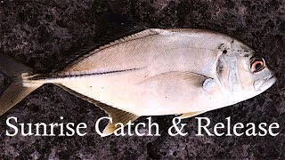 SUNRISE TREVALLY "PAPIO" CATCH & RELEASE!