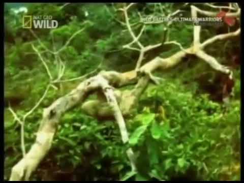 Harpy eagle snags a sloth