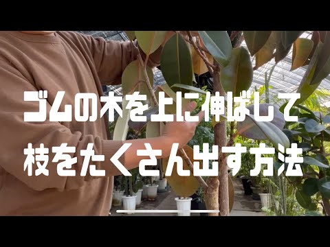 ゴムの木 植物