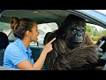 Funniest Bigfoot Vlog Compilation 13 Best Bigfoot Fails Crazy Funny Moments 2025