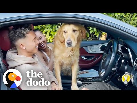 Extremely Needy Golden Retriever Meets Dad's New Girlfriend | The Dodo Soulmates