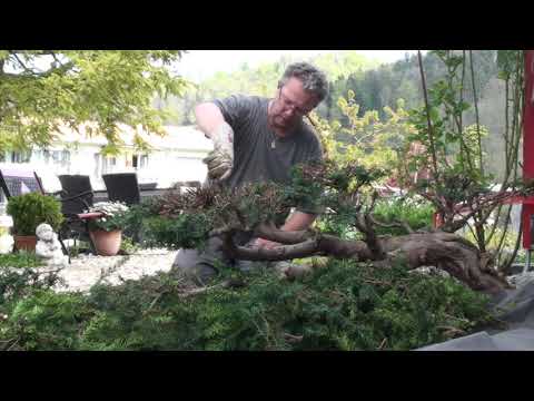 A new bonsai in less than 2 minutes