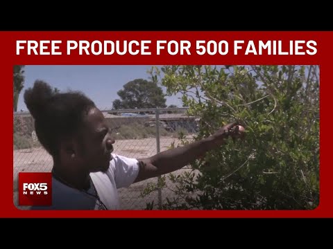North Las Vegas urban farm now serving 500 families a month with free produce North Las Vegas urban farm now serving 500 families a month with free produce