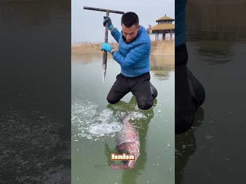 BALIK ÖLMEK ÜZERE 😱 #shorts  #funny #animals