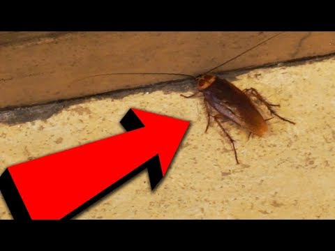 QUESTO ENORME INSETTO NON CI VUOLE FAR PASSARE - Lanzarote #6 Fine