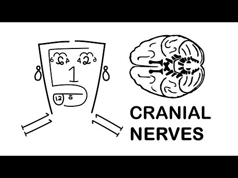 CRANIAL NERVES made easy!!