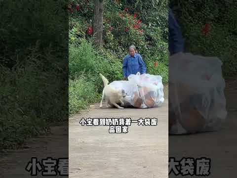 一只奶奶带大的小狗，为报恩开始顺鸡顺鸭，被全村人追着打#拉布拉多 #拉布拉多小宝 #狗子成精了 #狗子的迷惑行为 #萌宠出道计划#狗狗  #萌宠