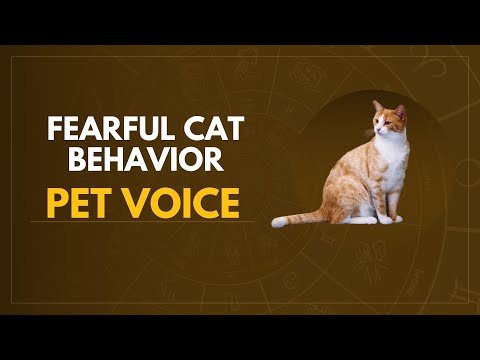 Fearful Cat Behavior explained | how to know when cat is fearful | Scared cat behavior