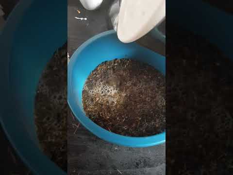 St. Hippolyt Glyx Mash