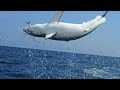 Monster Mako Shark Flys Out Of Water To Ambush Prey SHARK WEEK