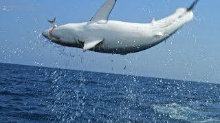 Download lagu Monster Mako Shark Flys Out Of Water To Ambush Prey | SHARK WEEK mp3