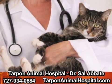 Dr. Sal Abbate, Tarpon Springs, FL - YouTube
