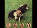 B6-The World Of Skin -Black Eyed Dog