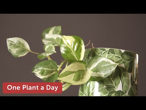 Epipremnum aureum 'N'Joy' Houseplant Care — 234 of 365