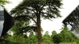 CHOVENDO NA ROSEIRA - BANDA DE BOCA