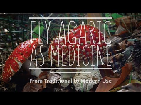 Fly Agaric as Medicine: From Traditional to Modern Use (with Kevin Feeny, PhD)