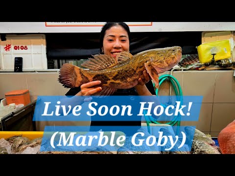 Live 2kg+ Soon Hock! (28 Jan 2026 Wed)