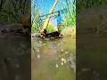 Khet Me Pani Ka Video Status Desi Kisani Kisan Indianfarmer Farming Farmer Khetibadi