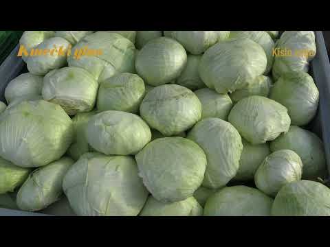 KISANJE ZELJA – navodila za izvedbo postopka