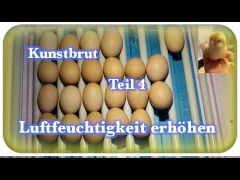 Hühner Kunstbrut | Teil 4 | Bruteier Luftfeuchtigkeit erhöhen | 🐣