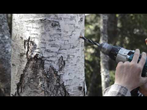 🔴Tapping Silver Birch trees for Birch sap, in Norway (bjørkesaft høsting).