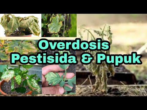 , title : 'Overdosis Pestisida & Pupuk'