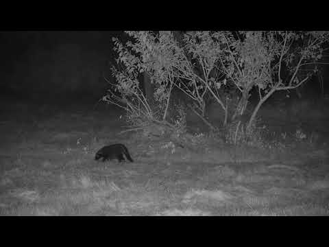 Djuma: Civet - 01:03 - 05/10/21