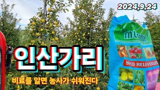착색제 안치고 사과 색 잘오게 하고,당도를 높이는 방법