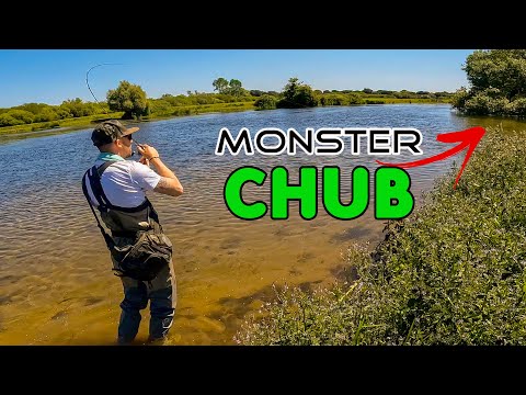 UK river lure fishing for CHUB | 64 cm BIGGEST chub of my life | TOPWATER chub fishing
