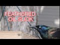 The Iridescent Common Grackle: NARRATED