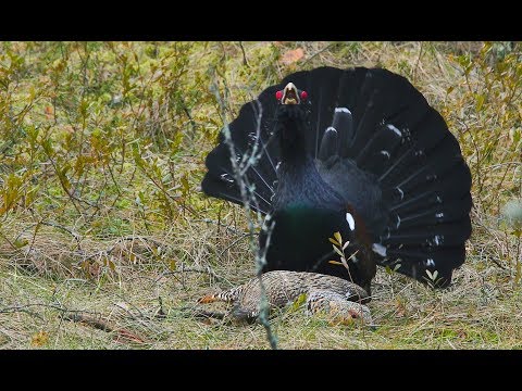 Urogallo ( Tetrao urogallus ) Capercaillie