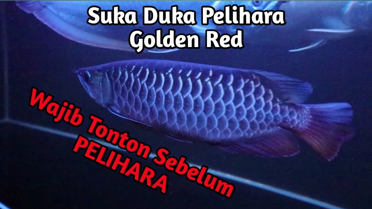 Arwana Golden Red HB U-11 Bulan // Cerita Suka Duka Pelihara